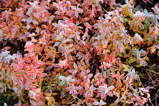 Huckleberry leaves in autumn colours