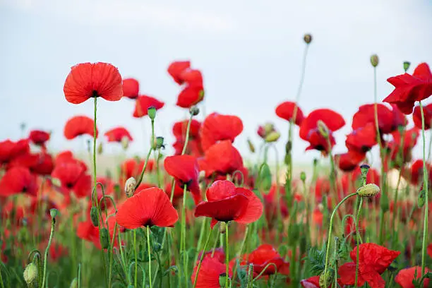 meadow with beautiful bright red poppy flowers in spring