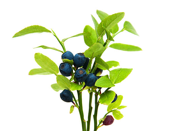 istock ripe blueberries on the branch 583736656