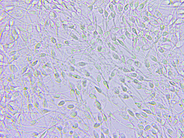 精子顕微鏡ビュー - high scale magnification magnification cell scientific micrograph ストックフォトと画像