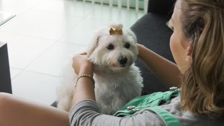 Woman Dog Owner Putting Flea Collar To Pet