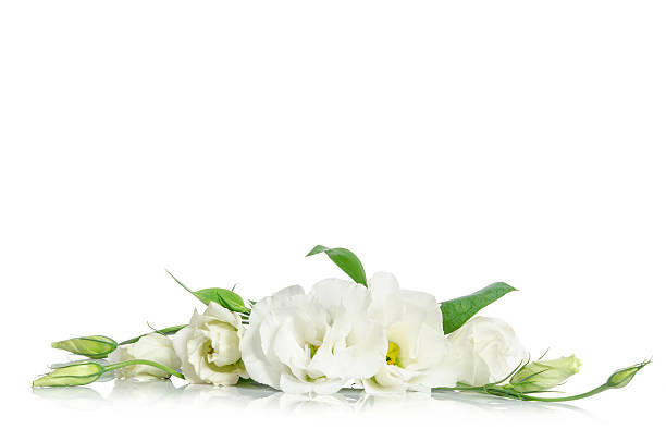 istock Beautiful white eustoma flowers isolated on white background 583795164