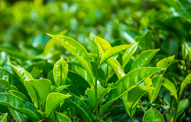istock Close up of Green Tea Leaves 583795738