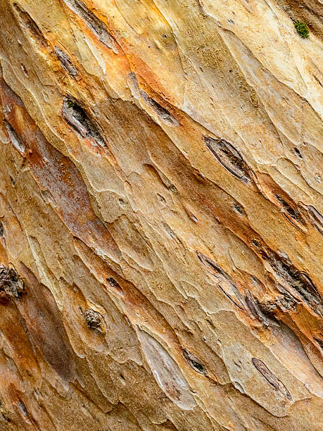 Arrayhan Tree 570+ Arrayan Tree Stock Photos, Pictures & Royalty-Free Images - iStock