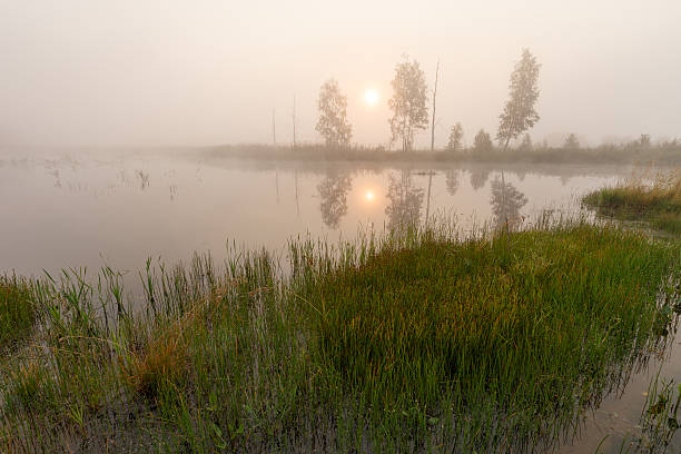 istock misty morning in the forest, russian nature 583798566