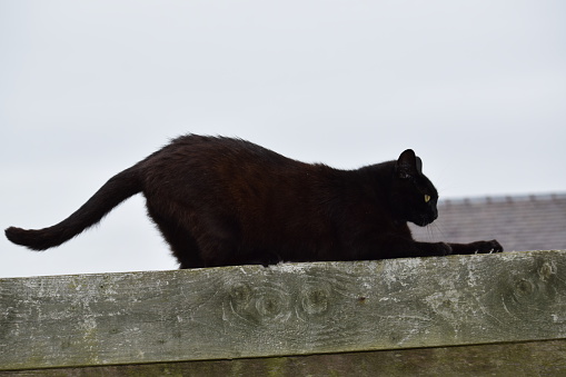 Image of a black cat, atop a wooden rail fence, scratching and clawing at the wood.