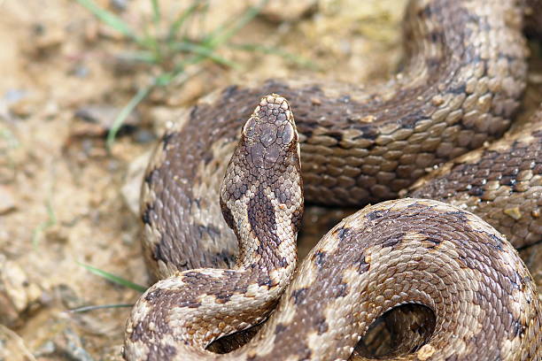 istock detail on head of Vipera berus 583801128