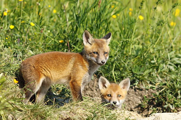 istock european fox cubs outside the burrow 583801294