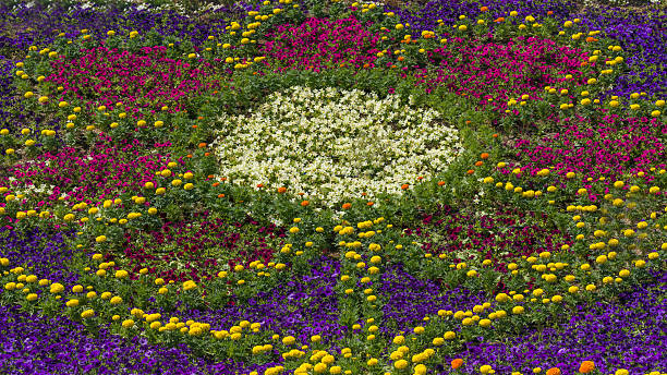 Flowerbed,petunia close-up.