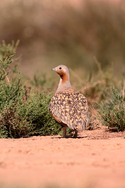 istock Black-bellied sandgrouse, Pterocles orientalis 583804220