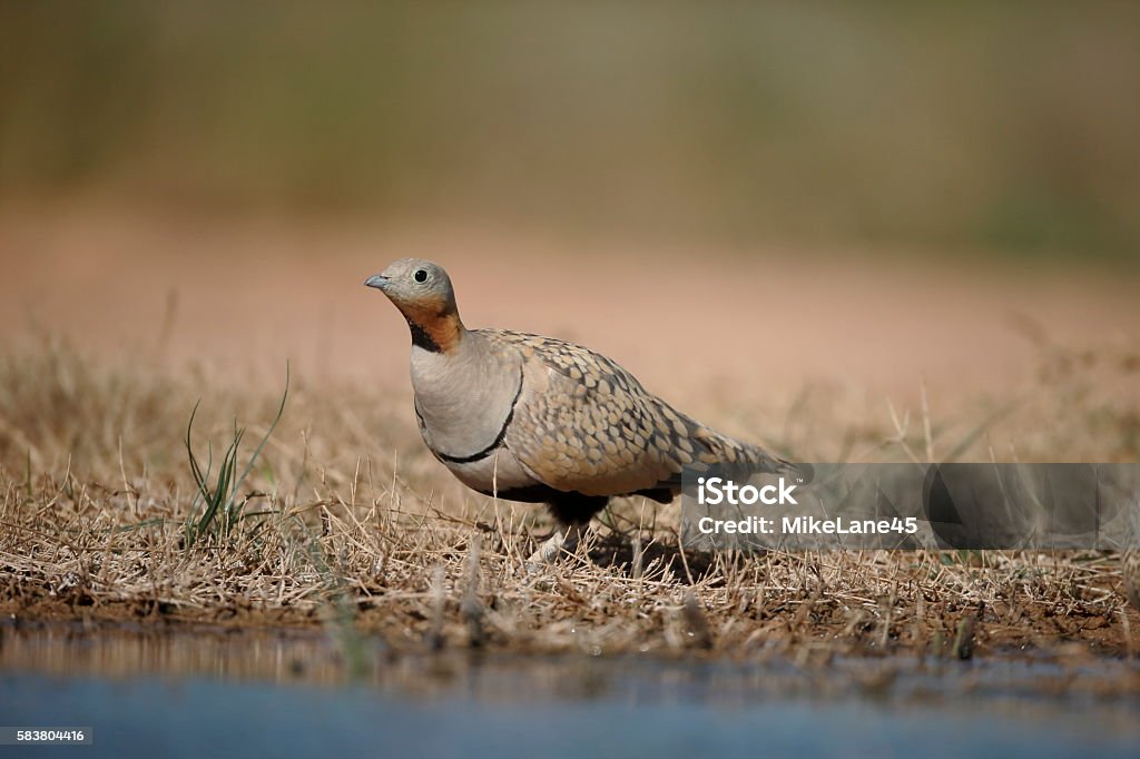 Black-bellied sandgrouse, Pterocles orientalis Black-bellied sandgrouse, Pterocles orientalis, Single male by water, Spain, July 2016 Animal Stock Photo