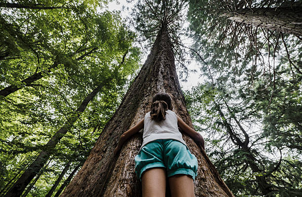 Tree hugging Girl embracing tree trunk of big sequoia hugging tree stock pictures, royalty-free photos & images