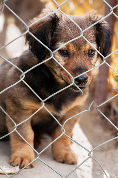 istock Shelter dog puppy 583804774