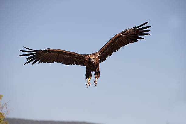 aegypius monachus, buitre cinereous o buitre negro - cinereous fotografías e imágenes de stock