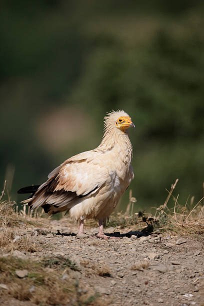 istock Egyptian vulture, Neophron percnopterus 583807416