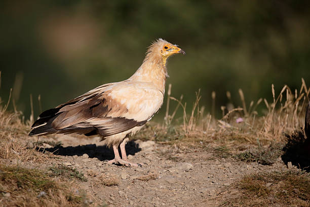 istock Egyptian vulture, Neophron percnopterus 583807502