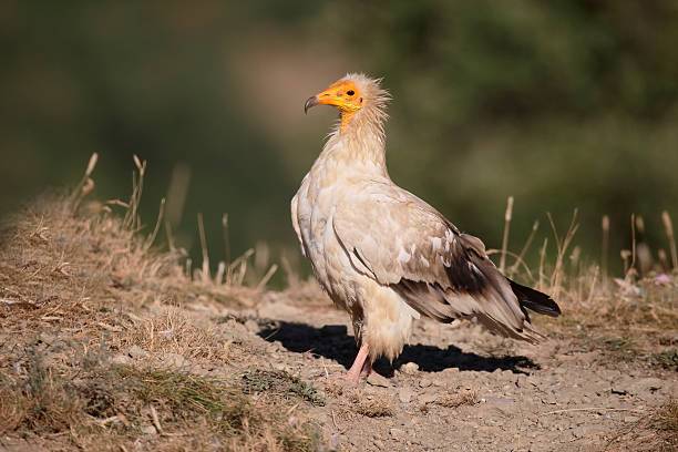 istock Egyptian vulture, Neophron percnopterus 583807584