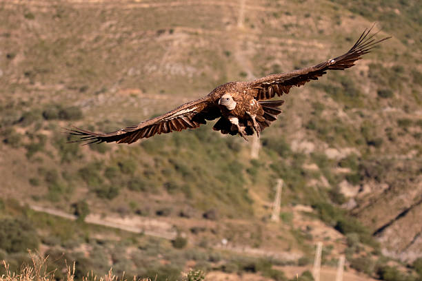 istock Griffon vulture, Gyps fulvus 583807976