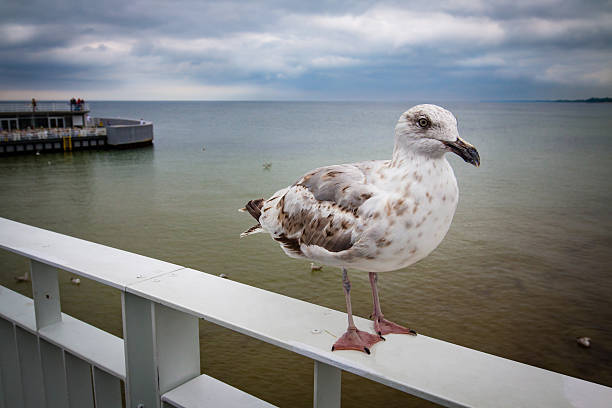 istock Seagull standing on jetty. Baltic sea, Poland. 583808570