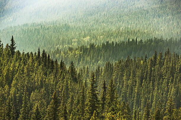 istock Alberta Wilderness near Banff 583809210