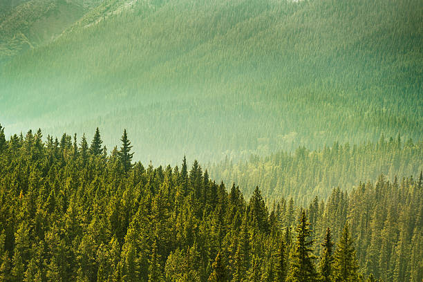 istock Alberta Wilderness near Banff 583809332