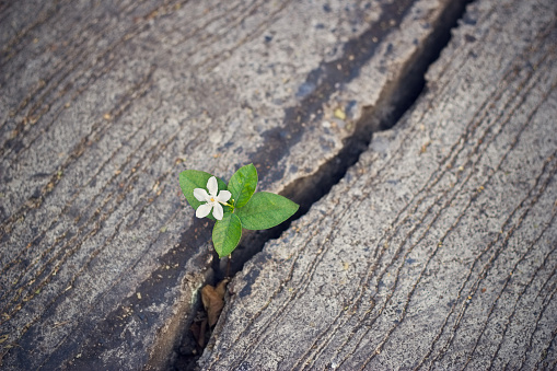 white flower growing on crack street, soft focus, blank text