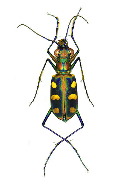 Golden Spotted Tiger Beetle (Cicindela aurulenta juxtata) isolated on a white background