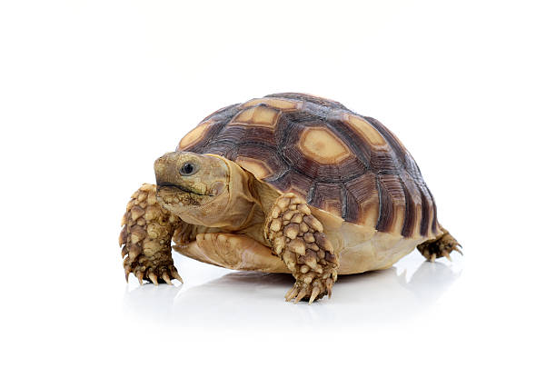 istock African spurred tortoise isolated on white background 583811928