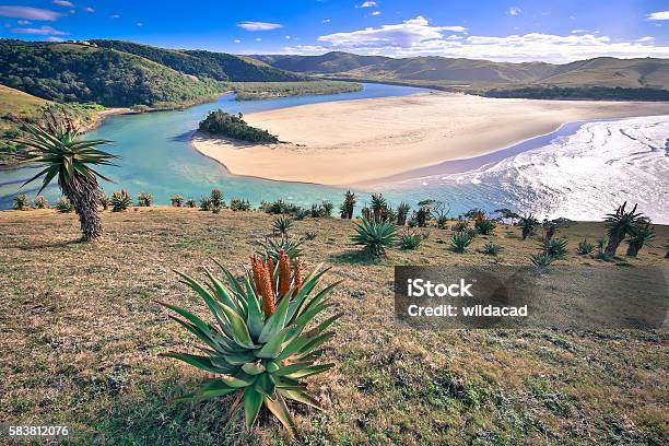 Transkei Aloe Stock Photo - Download Image Now - South Africa, Wild Coast, Transkei