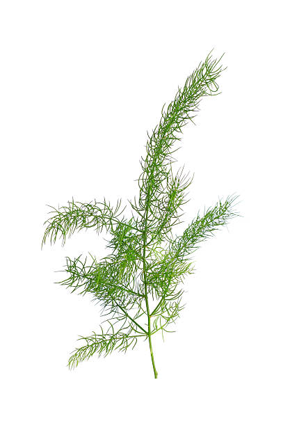 istock fresh green asparagus fern isolated on white background 583812744