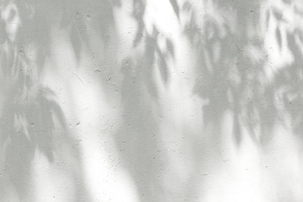 istock the shadows of the leaves on a white plastered wall 583812910