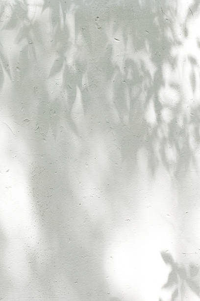 istock the shadows of the leaves on a white plastered wall 583813184