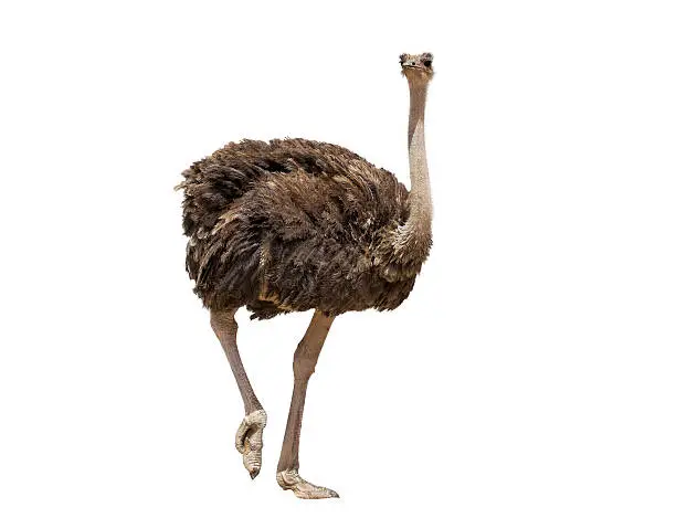 beautiful ostrich isolated on a white background