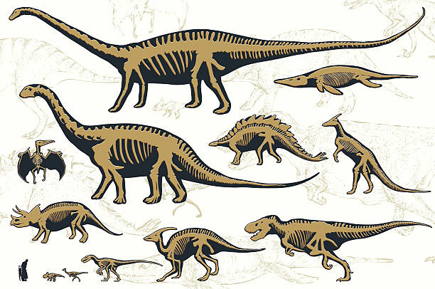 illustrations, cliparts, dessins animés et icônes de ensemble de silhouettes de squelettes de dinosaures et les fossiles. - illustration and painting geologic time scale old fashioned wildlife