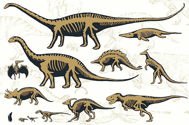 набор силуэты скелетными моделями от динозавров и окамен�елостях. - illustration and painting geologic time scale old fashioned wildlife stock illustrations