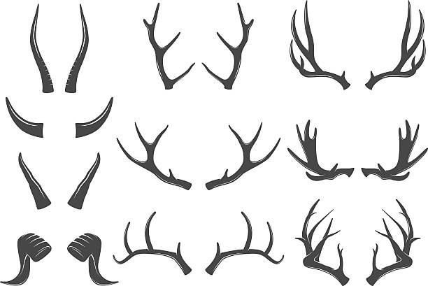 Set of horns icons Vector set of animal horns icons animal skull stock illustrations