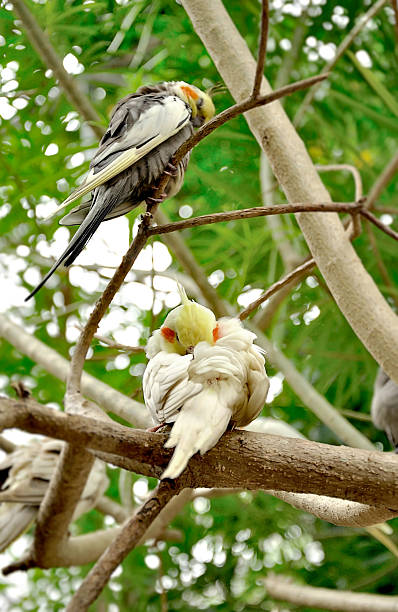 istock parrot birds lovebird beatiful in nature background 583815270