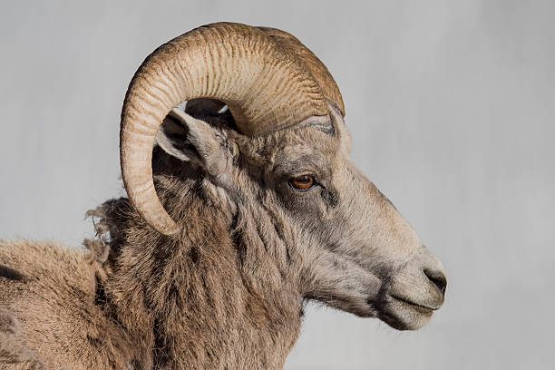 istock Rocky Mountain Bighorn Sheep 583815794