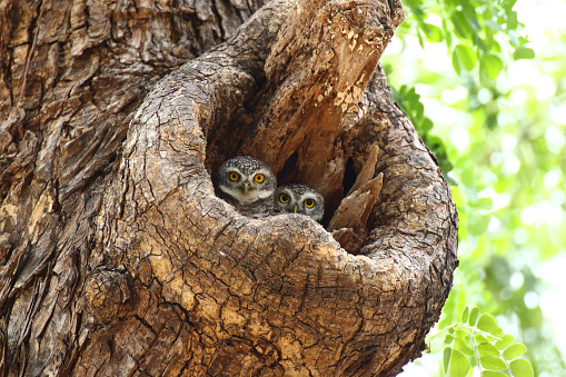 Spotted Owlets (Athene Brama) in tree hollow