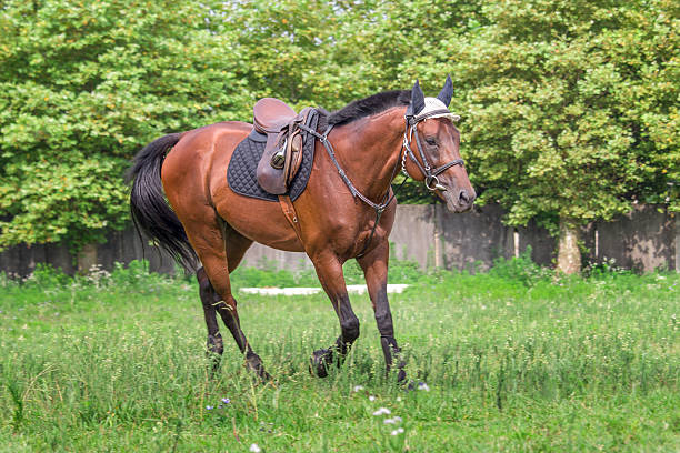 Beautiful horse galloping at the field in summer.