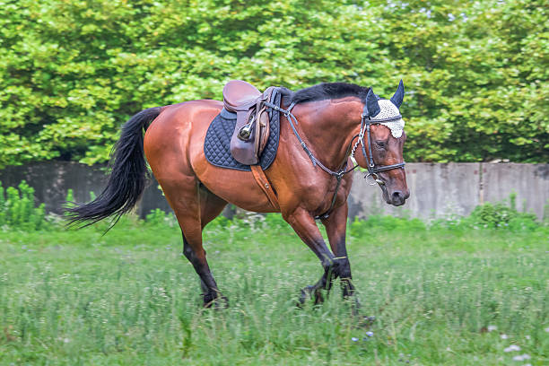 istock Beautiful horse galloping at the field in summer 583817898