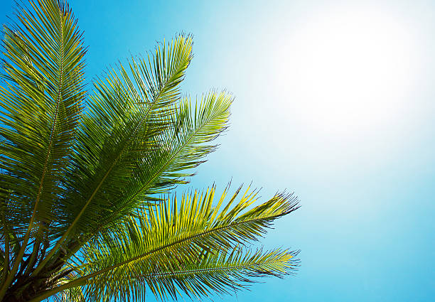 istock Palm branch of the sky background 583818136