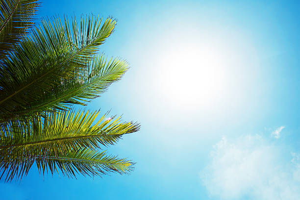 istock Palm branch of the sky background 583818230