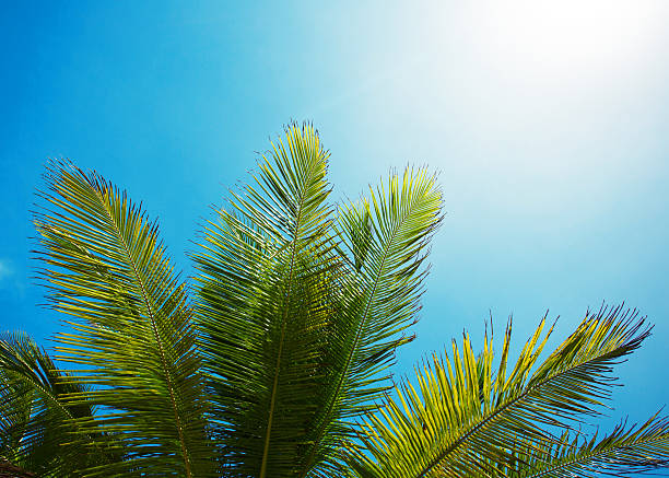 istock Palm branch of the sky background 583818812