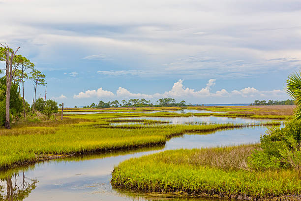 florida landschaft von marshland - süßwasser stock-fotos und bilder