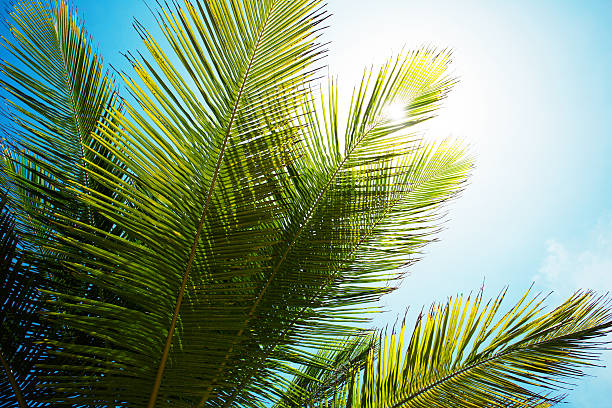istock Palm branch of the sky background 583819068