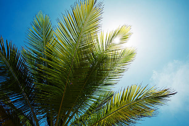 istock Palm branch of the sky background 583819336