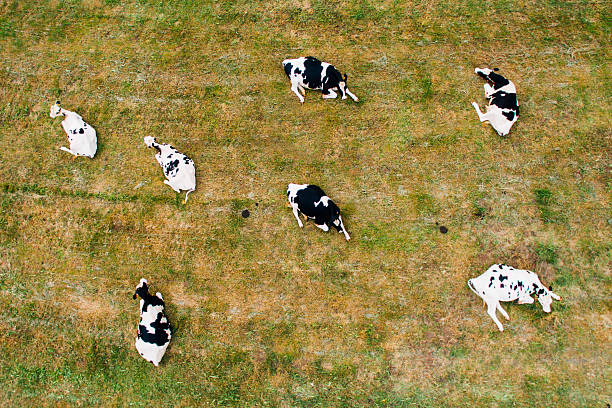 vaches assises - vue aérienne - aerial view mid air farm field photos et images de collection