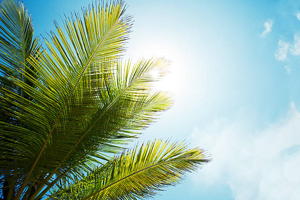 istock Palm branch of the sky background 583819502