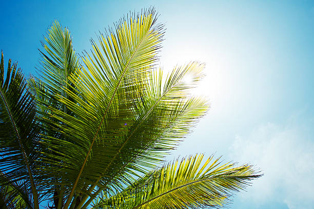istock Palm branch of the sky background 583819642